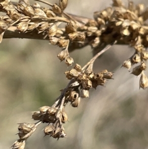 Juncus flavidus at Tarago, NSW - 3 Jul 2023