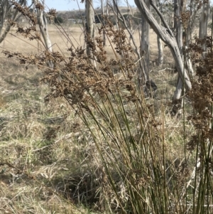 Juncus flavidus at Tarago, NSW - 3 Jul 2023