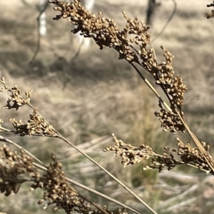 Juncus flavidus at Tarago, NSW - 3 Jul 2023 12:26 PM