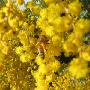 Apis mellifera at Belconnen, ACT - 1 Aug 2023