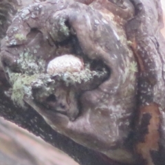 Unverified Fungus at Tallong, NSW - 29 Jul 2023 by Christine