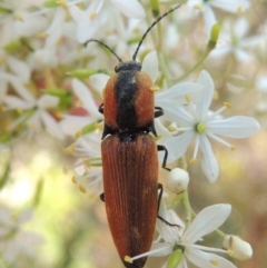 Ophidius elegans (Click beetle) at Pollinator-friendly garden Conder - 10 Jan 2023 by michaelb