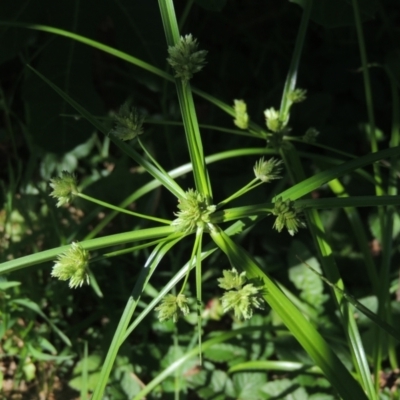 Cyperus eragrostis (Umbrella Sedge) at Conder, ACT - 11 Jan 2023 by michaelb