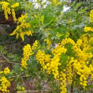 Acacia baileyana x Acacia decurrens at Isaacs, ACT - 2 Aug 2023