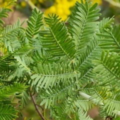 Acacia baileyana x Acacia decurrens at Isaacs, ACT - 2 Aug 2023 10:34 AM