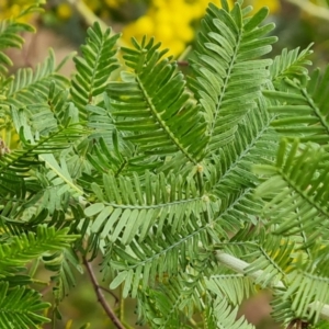 Acacia baileyana x Acacia decurrens at Isaacs, ACT - 2 Aug 2023