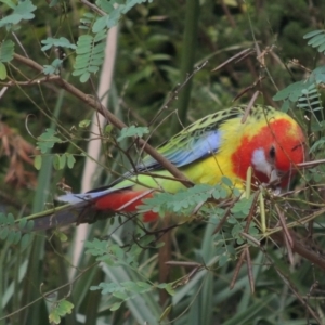 Platycercus eximius at Conder, ACT - 16 Jan 2023