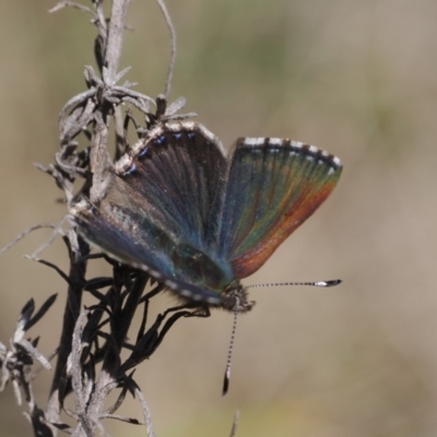 Paralucia spinifera (Bathurst or Purple Copper Butterfly) at Namadgi National Park - 31 Jul 2023 by RAllen