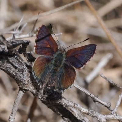 Paralucia crosbyi (Violet Copper Butterfly) at Rendezvous Creek, ACT - 31 Jul 2023 by RAllen