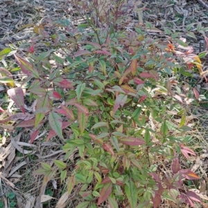 Nandina domestica at Tuggeranong, ACT - 1 Aug 2023 01:36 PM