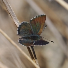 Paralucia spinifera (Bathurst or Purple Copper Butterfly) at Rendezvous Creek, ACT - 31 Jul 2023 by RAllen