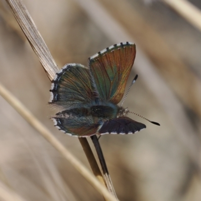 Paralucia crosbyi (Violet Copper Butterfly) at Rendezvous Creek, ACT - 31 Jul 2023 by RAllen