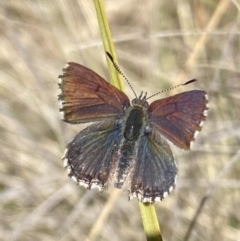 Paralucia crosbyi (Violet Copper Butterfly) at Rendezvous Creek, ACT - 31 Jul 2023 by RAllen