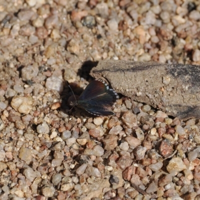 Paralucia crosbyi (Violet Copper Butterfly) at Rendezvous Creek, ACT - 31 Jul 2023 by RAllen