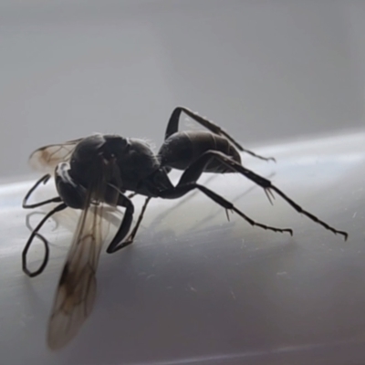 Unidentified Wasp (Hymenoptera, Apocrita) at Gundaroo, NSW - 2 Aug 2023 by Gunyijan