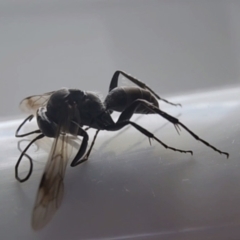 Unidentified Wasp (Hymenoptera, Apocrita) at Gundaroo, NSW - 2 Aug 2023 by Gunyijan