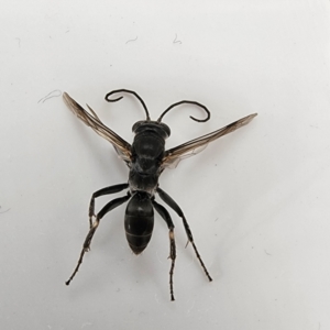 Pompilidae (family) at Gundaroo, NSW - 2 Aug 2023 01:37 PM