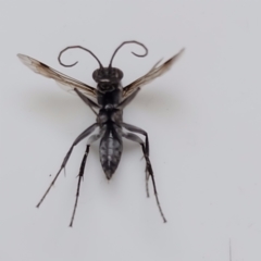 Pompilidae (family) at Gundaroo, NSW - 2 Aug 2023 01:37 PM