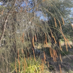 Allocasuarina verticillata at Belconnen, ACT - 2 Aug 2023