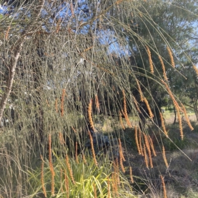 Allocasuarina verticillata (Drooping Sheoak) at Belconnen, ACT - 2 Aug 2023 by JohnGiacon