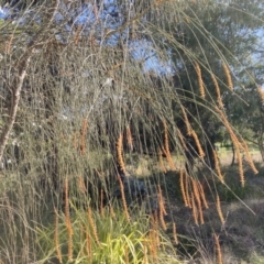 Allocasuarina verticillata (Drooping Sheoak) at Emu Creek - 2 Aug 2023 by JohnGiacon