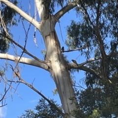 Callocephalon fimbriatum (Gang-gang Cockatoo) at O'Connor, ACT - 2 Aug 2023 by ibaird