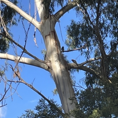 Callocephalon fimbriatum (Gang-gang Cockatoo) at O'Connor, ACT - 2 Aug 2023 by ibaird