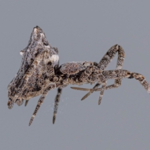 Philoponella congregabilis at Jerrabomberra, NSW - suppressed