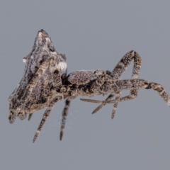 Philoponella congregabilis (Social house spider) at Jerrabomberra, NSW - 31 Jul 2023 by MarkT