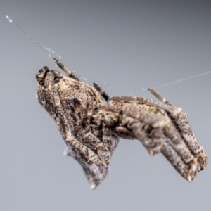 Philoponella congregabilis at Jerrabomberra, NSW - 31 Jul 2023