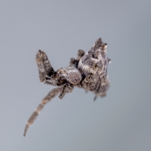 Philoponella congregabilis at Jerrabomberra, NSW - suppressed