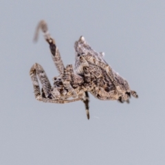 Philoponella congregabilis at Jerrabomberra, NSW - suppressed