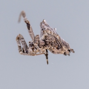 Philoponella congregabilis at Jerrabomberra, NSW - suppressed