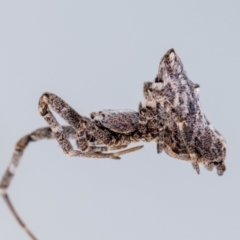 Philoponella congregabilis at Jerrabomberra, NSW - suppressed