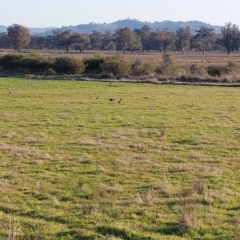 Tadorna tadornoides (Australian Shelduck) at Lake Hume Village, NSW - 2 Aug 2023 by RobCook