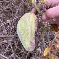 Araujia sericifera (Moth Plant) at Lower Molonglo - 1 Aug 2023 by Steve_Bok