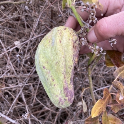 Araujia sericifera (Moth Plant) at Molonglo River Reserve - 1 Aug 2023 by Steve_Bok