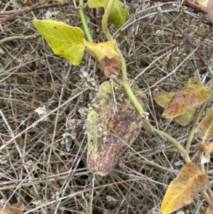 Araujia sericifera at Belconnen, ACT - 2 Aug 2023 09:19 AM