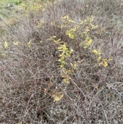 Araujia sericifera at Belconnen, ACT - 2 Aug 2023