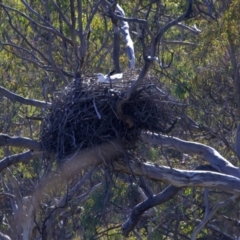 Haliaeetus leucogaster (White-bellied Sea-Eagle) at Yarrow, NSW - 1 Aug 2023 by jb2602