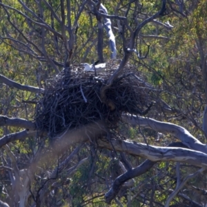 Haliaeetus leucogaster at suppressed - 1 Aug 2023