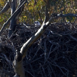 Haliaeetus leucogaster at suppressed - 1 Aug 2023