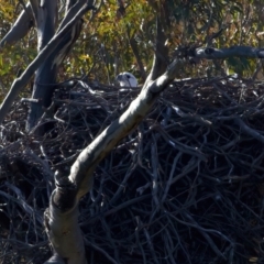 Haliaeetus leucogaster at Yarrow, NSW - 1 Aug 2023