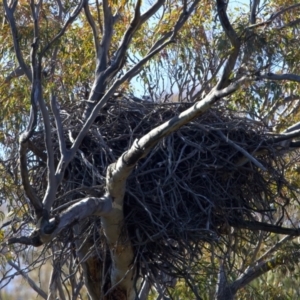 Haliaeetus leucogaster at suppressed - 1 Aug 2023