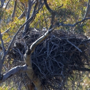 Haliaeetus leucogaster at suppressed - 1 Aug 2023