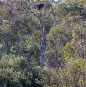 Haliaeetus leucogaster at Yarrow, NSW - 1 Aug 2023