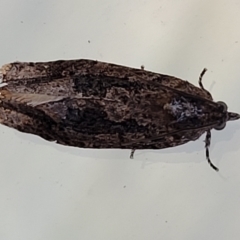 Thrincophora lignigerana (A Tortricid moth) at Holt, ACT - 2 Aug 2023 by trevorpreston