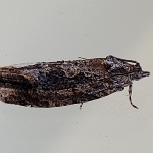 Thrincophora lignigerana at Holt, ACT - 2 Aug 2023