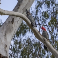 Callocephalon fimbriatum (Gang-gang Cockatoo) at Krawarree, NSW - 1 Aug 2023 by trevsci