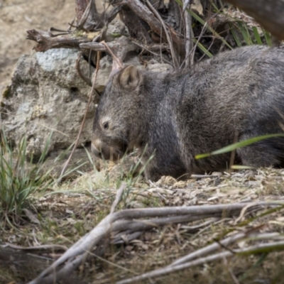 Vombatus ursinus (Bare-nosed Wombat) at Berlang, NSW - 2 Aug 2023 by trevsci